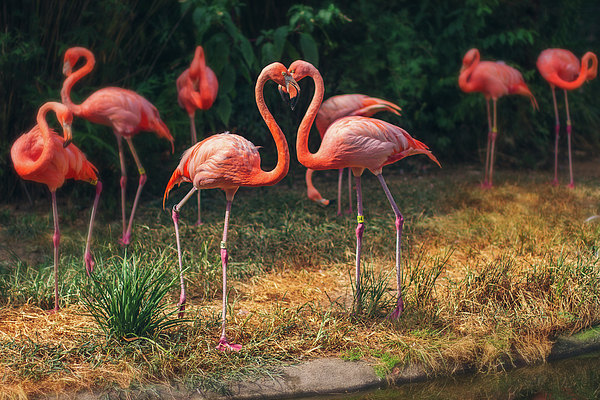 Steve Rich - Love Flamingos