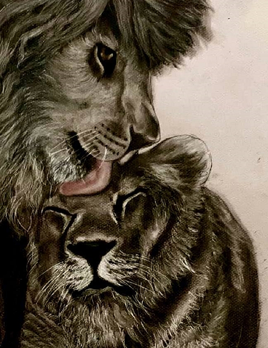Animal Drawings