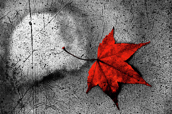 Eckart Mayer Photography - LOVE - Red maple leaf on monochrome grey tile