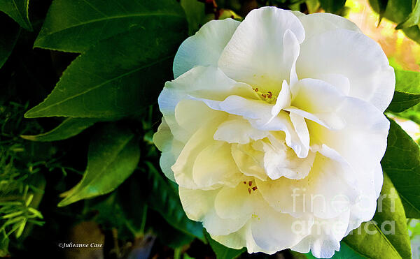 Julieanne Case - Lovely camellia