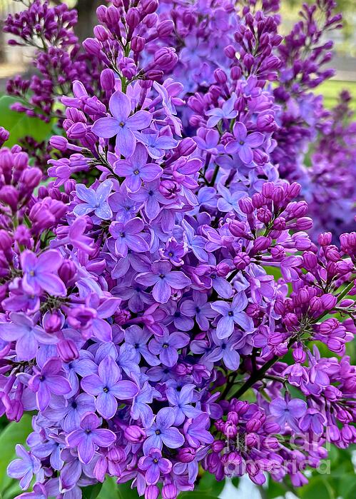 Carol Groenen - Lovely Lilacs Closeup