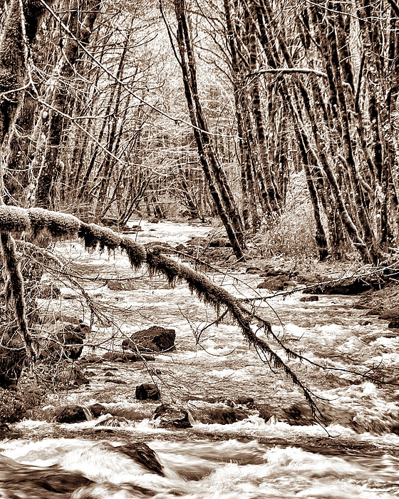 Jack Andreasen - Low Branch 1 - Sepia