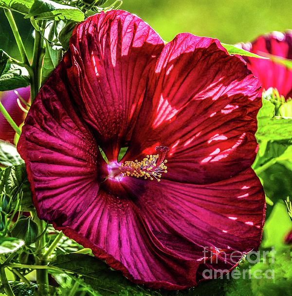 Cindy Treger - Luna Red Hibiscus Beauty for a Day