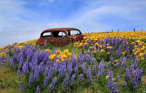 Lynn Hopwood - Lupine Bloom and Old Chevy