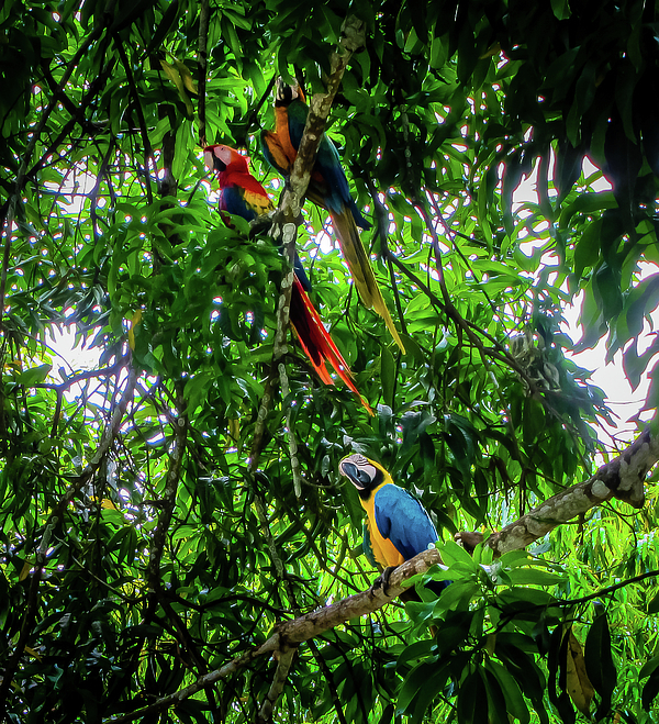 Nicklas Gustafsson - Macaws In The Forest
