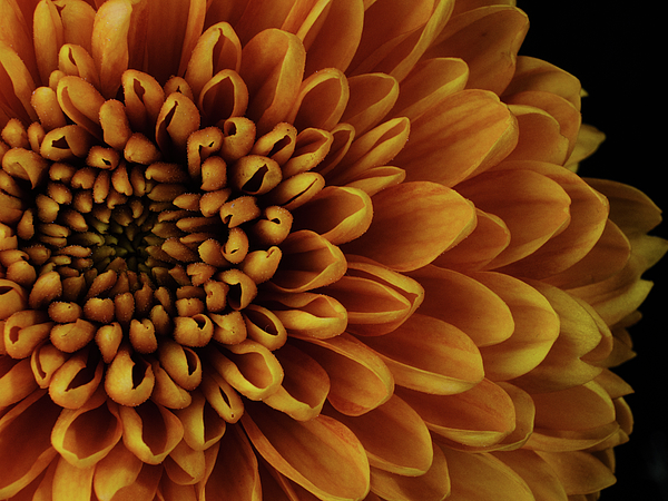 Engin Akyurt - Macro Shot Of A Beautiful Yellow Flower