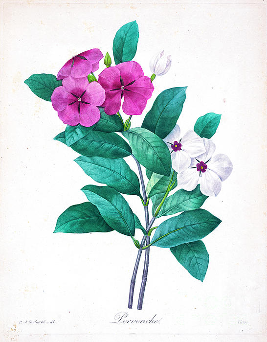 https://images.fineartamerica.com/images/artworkimages/medium/3/madagascar-periwinkle-illustration-1827-r1-botany.jpg