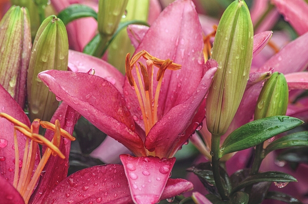 Gaby Ethington - Magenta Pink Lily Garden