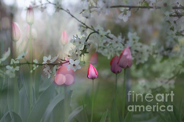 Bozena Pilat - Magic Garden Pink Tulips