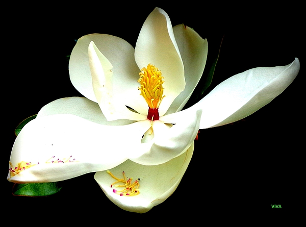 VIVA Anderson - Magnificent Magnolia on Black