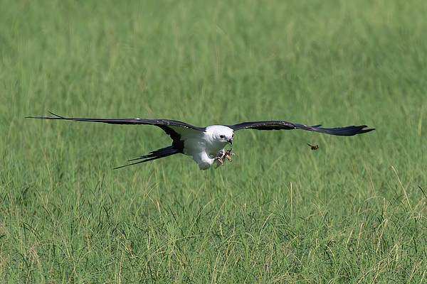 Steve Rich - Magnificent Swallow-tailed Kite in Hot Pursuit
