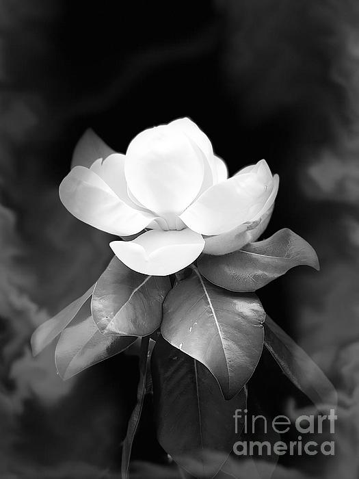 Jenny Revitz Soper - Magnolia Blossom BW