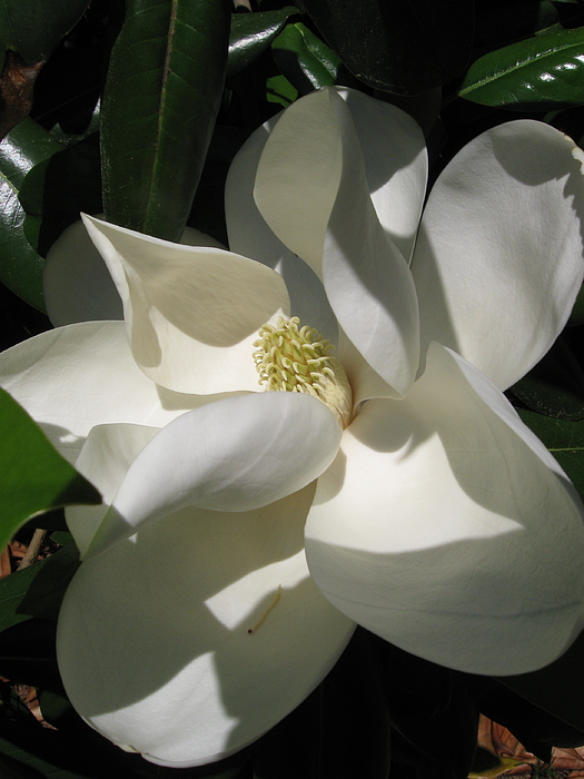 Catherine Ludwig Donleycott - Magnolia Grandiflora in Raleigh, North Carolina