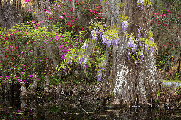 https://images.fineartamerica.com/images/artworkimages/medium/3/magnolia-wisteria-rich-nicoloff.jpg