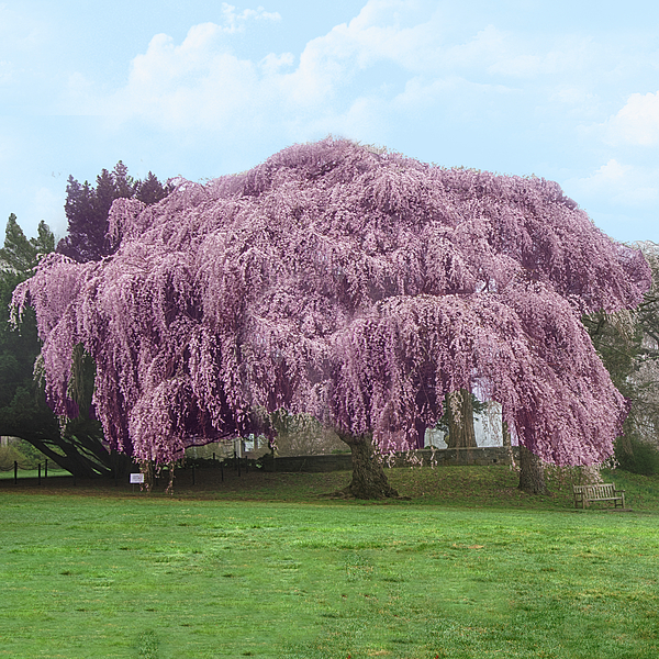 Eleanor Bortnick - Majestic Cherry Tree