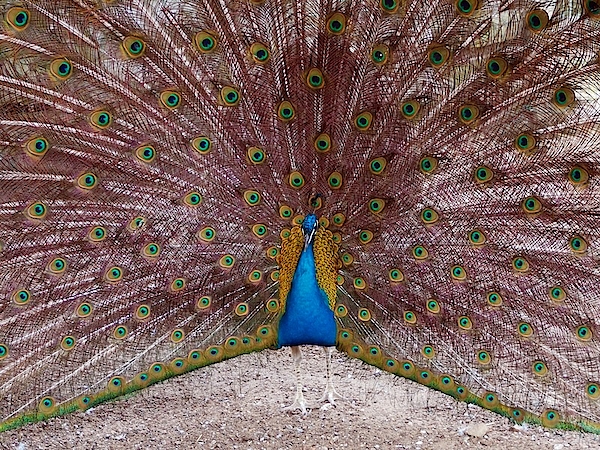 Peacock Poster by Ram Vasudev - Fine Art America