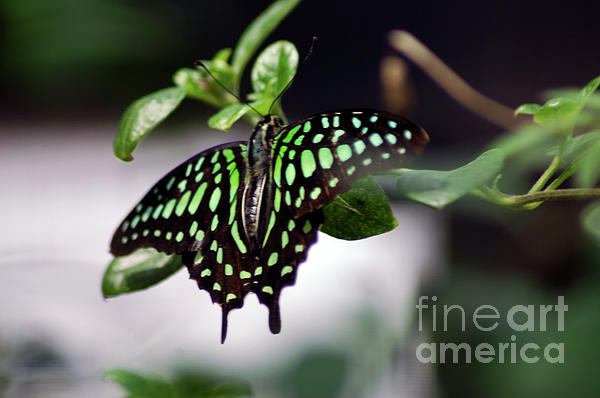 Brenda Harle - Malachite Butterfly