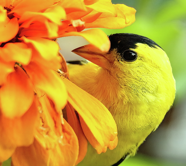 Amercian Goldfinch - State bird of New Jersey Canvas Print / Canvas Art by  Geraldine Scull - Fine Art America