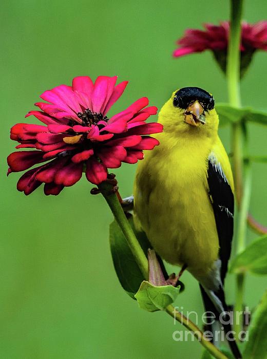 Cindy Treger - Male American Goldfinch Feasting on Zinnia