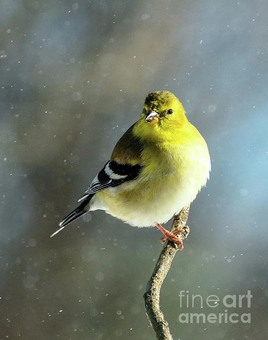 Cindy Treger - Male American Goldfinch Getting His Black Cap