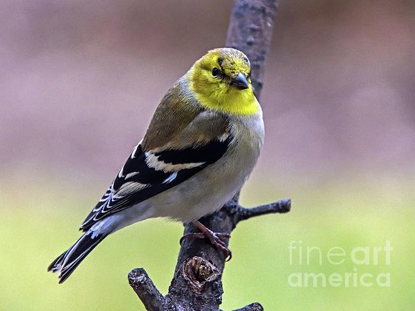 Cindy Treger - Male American Goldfinch - Molting Beauty
