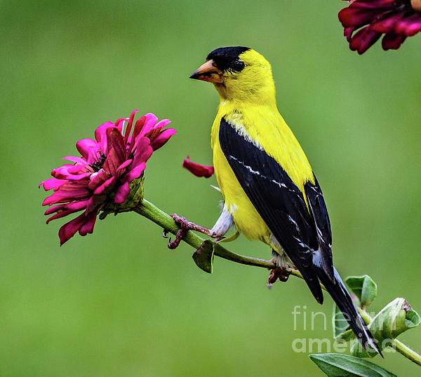 Cindy Treger - Male American Goldfinch Stripping Petals