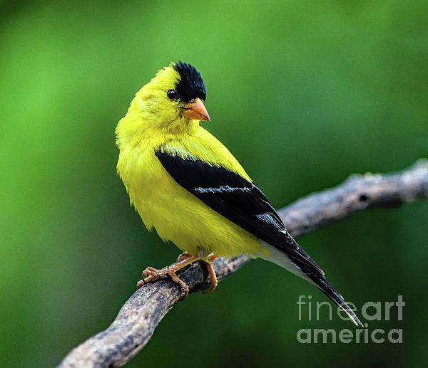 Cindy Treger - Male American Goldfinch with Backward Glance