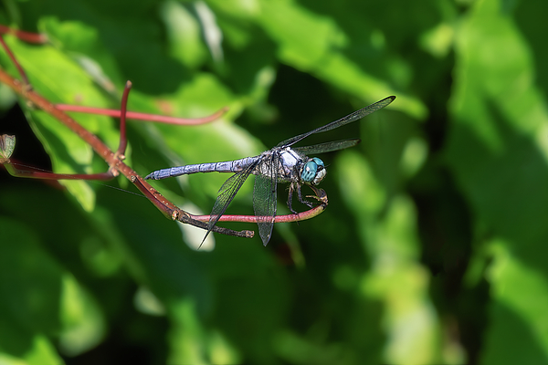 Steve Rich - Male Blue Dasher Dragonfly Hanging Out