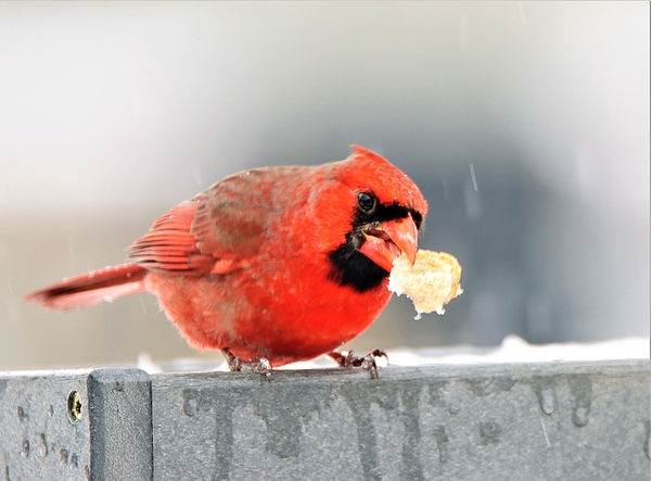 Male Cardinal Feeding Fleece Blanket