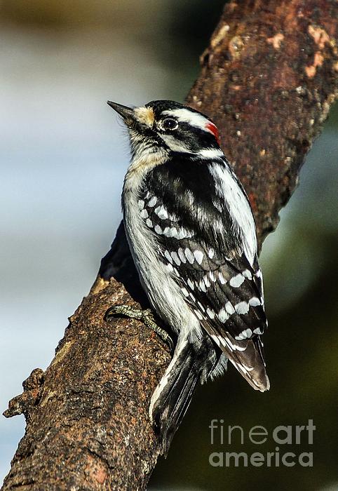 Cindy Treger - Male Downy Woodpecker Has Far-Away Look