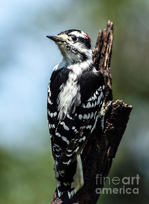 Cindy Treger - Male Downy Woodpecker Looking Backwards