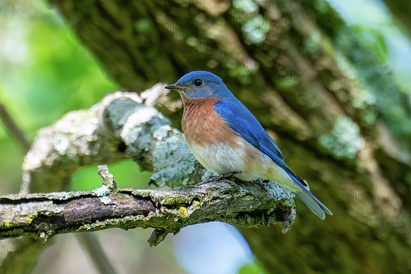 Candice Lowther - Male Eastern Bluebird