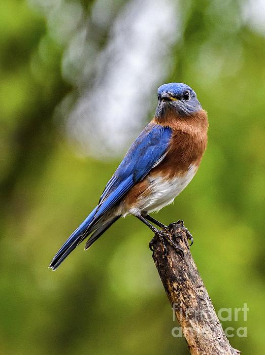 Cindy Treger - Male Eastern Bluebird Looking Refreshed