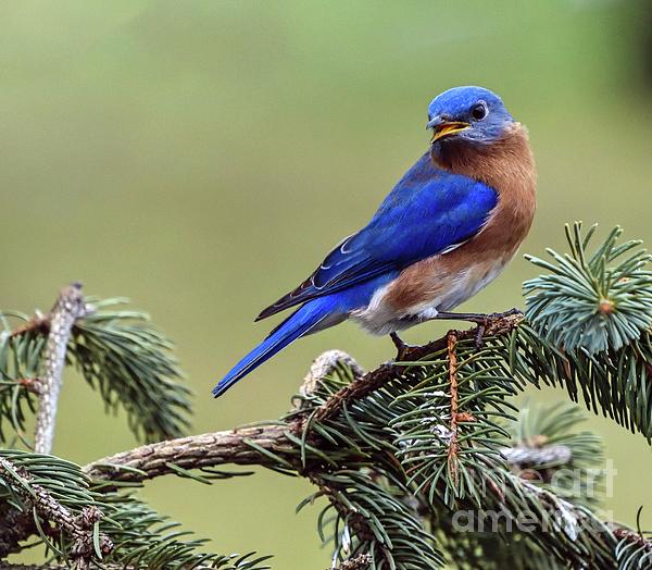 Cindy Treger - Male Eastern Bluebird on Pine Branch