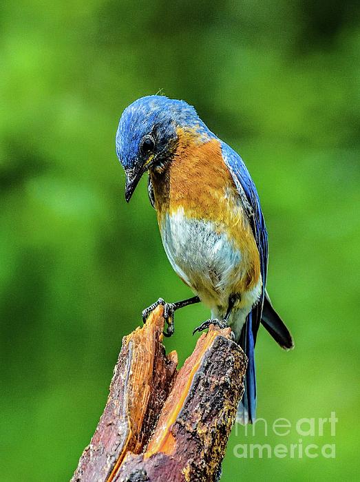 Cindy Treger - Male Eastern Bluebird with a Downward Glance