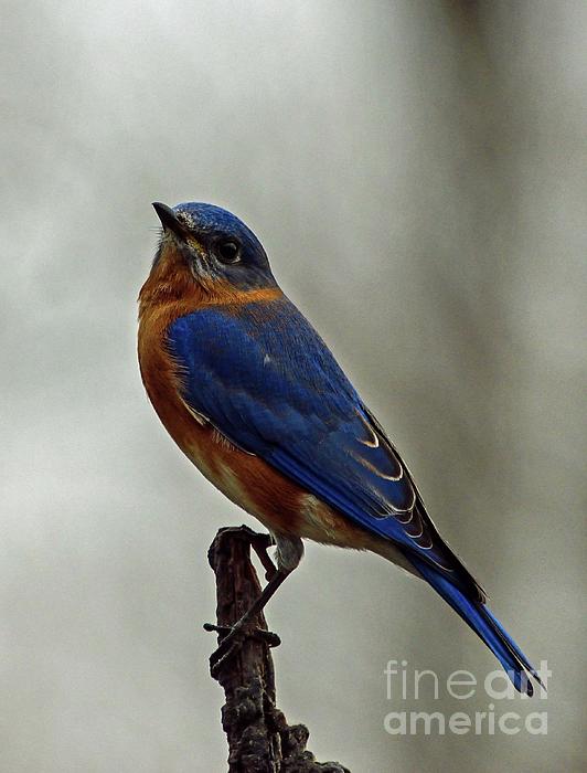 Cindy Treger - Male Eastern Bluebird with Head Tilted Up