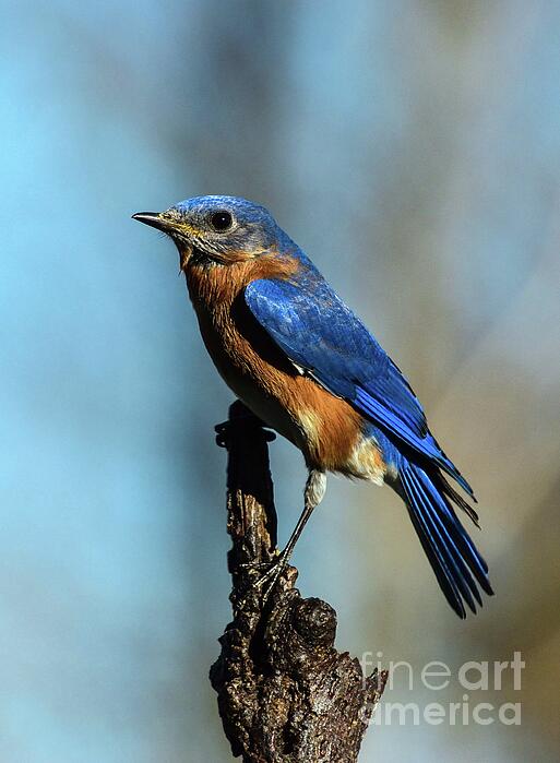 Cindy Treger - Male Eastern Bluebird with Tail Feathers Spread 