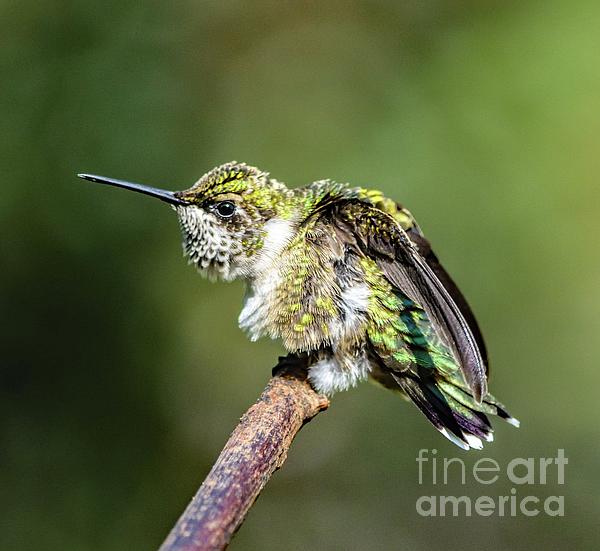 Cindy Treger - Male, Juvenile Ruby-throated Hummingbird Worthy of Adoration