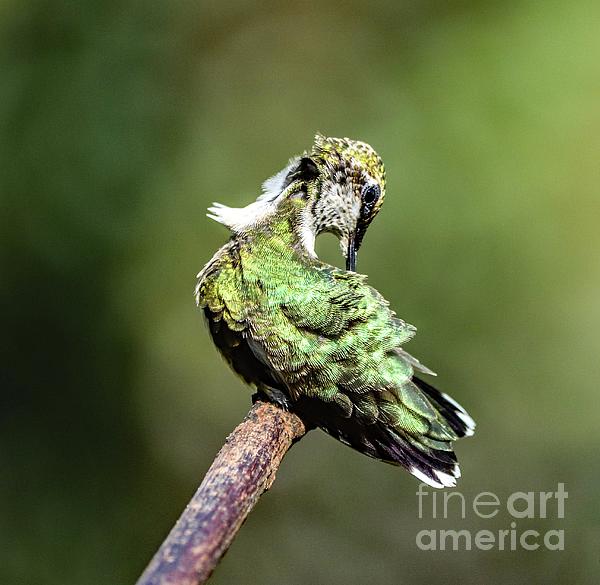Cindy Treger - Male, Juvenile Ruby-throated Hummingbird
