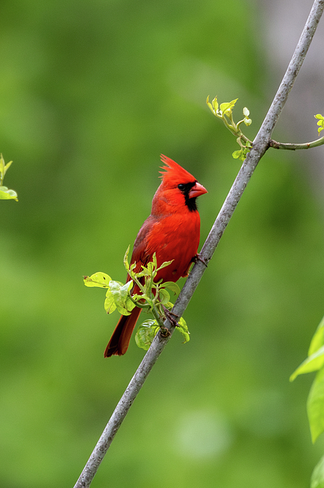 Candice Lowther - Male Northern Cardinal