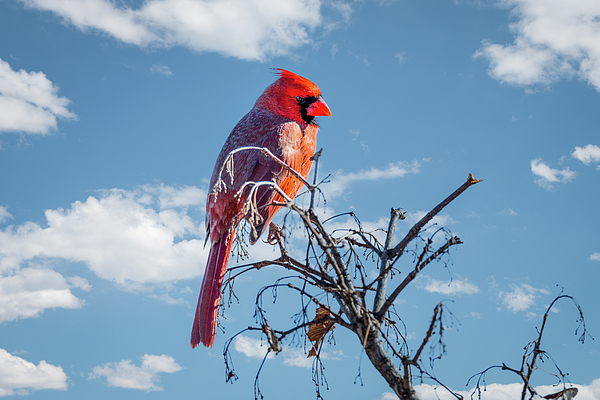 Debra Martz - Male Northern Cardinal High in the Treetop