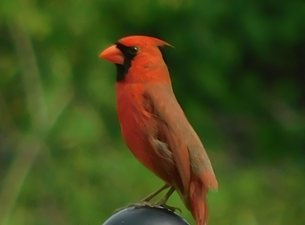 Kaos Family Art - Male Northern Cardinal