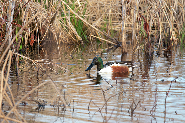 Candice Lowther - Male Northern Shoveler