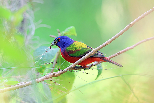 Marlin and Laura Hum - Male Painted Bunting Eating Seeds Lakeland Florida