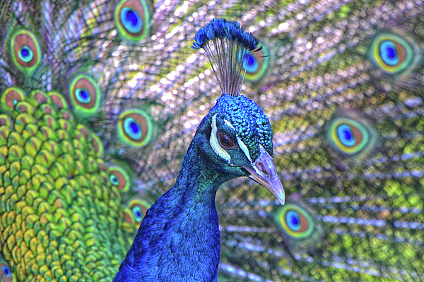 Mike Martin - Male Peacock