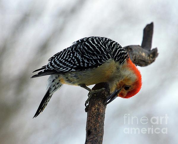 Cindy Treger - Male, Red-bellied Woodpecker Being Adorable