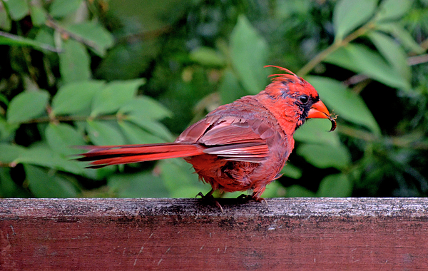 Cardinal Duvet Cover