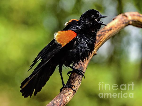 Cindy Treger - Male Red-winged Blackbird Hitting the High Note