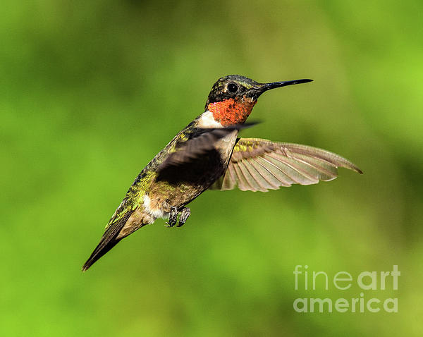 Cindy Treger - Male Ruby-throated Hummingbird Still In Molting Process