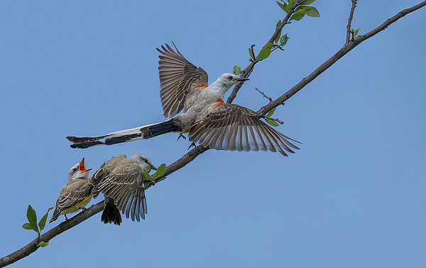 Puttaswamy Ravishankar - Male Scissor-tailed flycatcher with babies